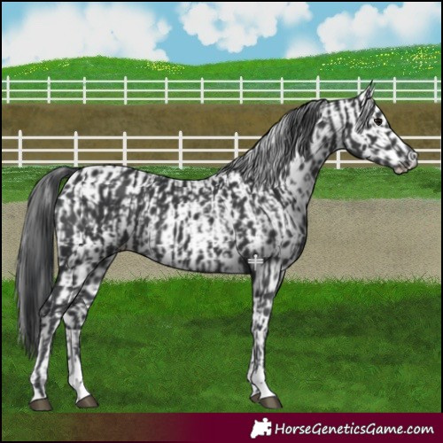 Horse Color:Black and Black Appaloosa