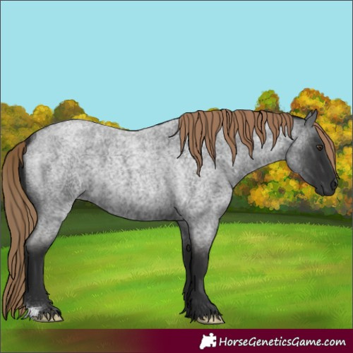 Horse Color:Liver Red Roan 