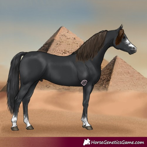 Horse Color:Black 