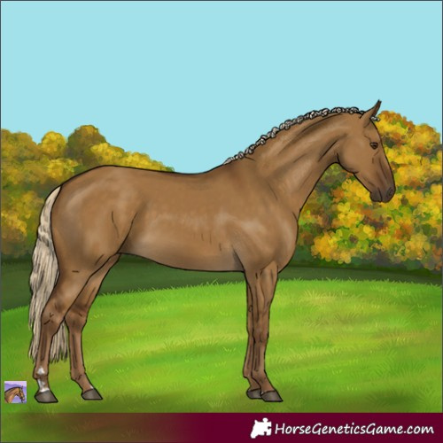 Horse Color:Chocolate Palomino Dun Rabicano