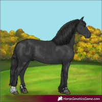 Horse Color:Black  and Black Rabicano 