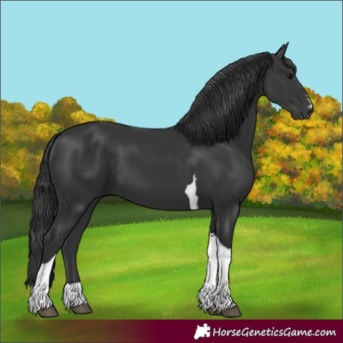Horse Color:Black Tobiano 