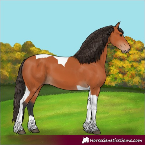Horse Color:Bay Tobiano