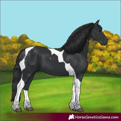 Horse Color:Black Tobiano