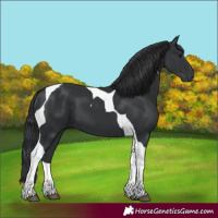 Horse Color:Black Tobiano 