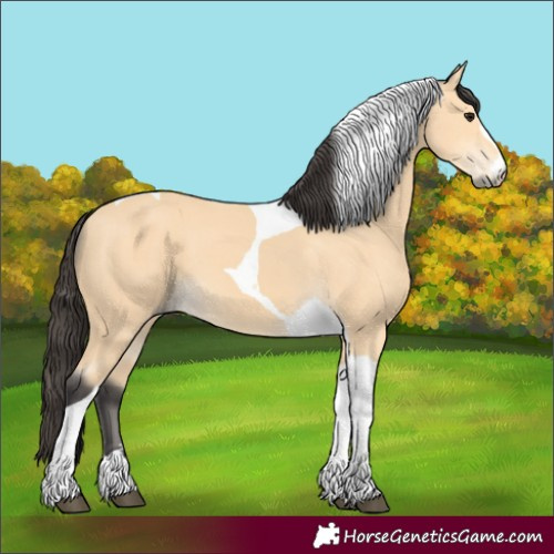 Horse Color:Buckskin Tobiano 