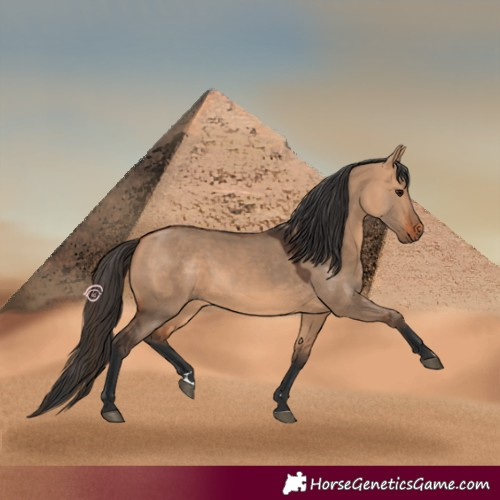 Horse Color:Bay Dun 