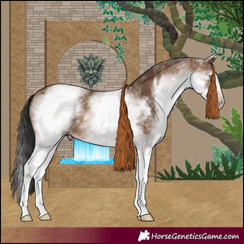 Horse Color:Gray White Spotted Amber Champagne 