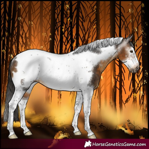 Horse Color:Gray Buckskin Sabino Tobiano Frame Blanket Rabicano