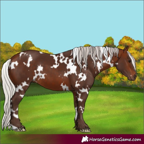 Horse Color:White Spotted Silver Bay