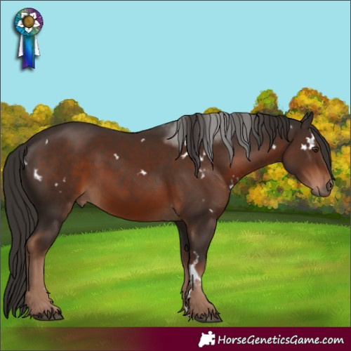Horse Color:White Spotted Liver Chestnut