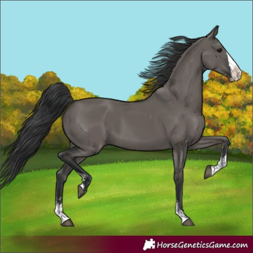 Horse Color:Unknown 