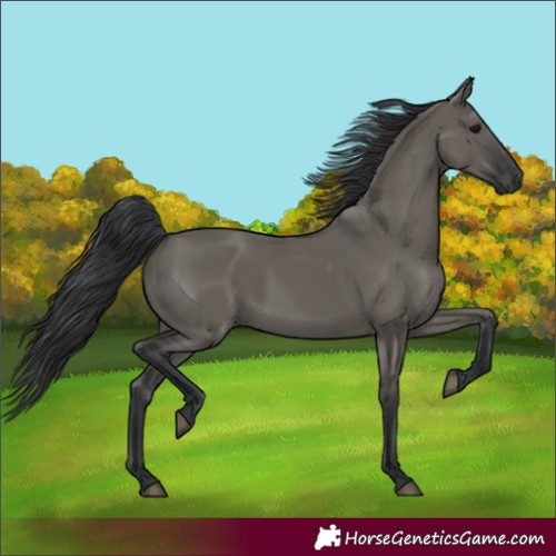Horse Color:Grullo Rabicano