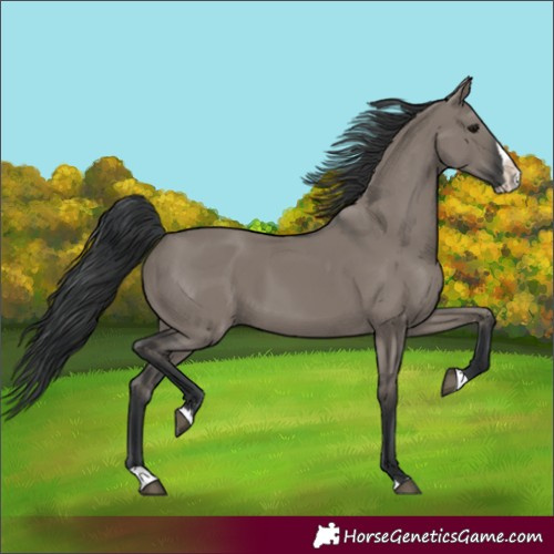 Horse Color:Grullo Splash Rabicano 