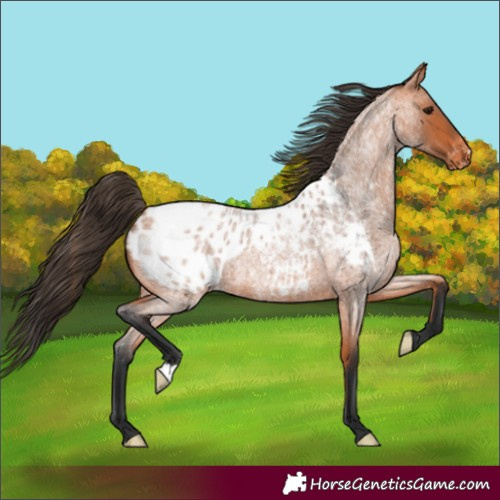 Horse Color:Bay Roan Blanket 