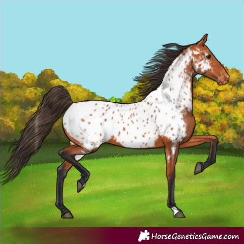Horse Color:Bay Near Leopard