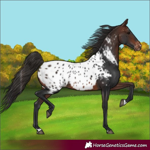 Horse Color:Brown Near Leopard