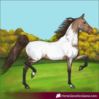 Horse Color:Brown Dun Near Fewspot