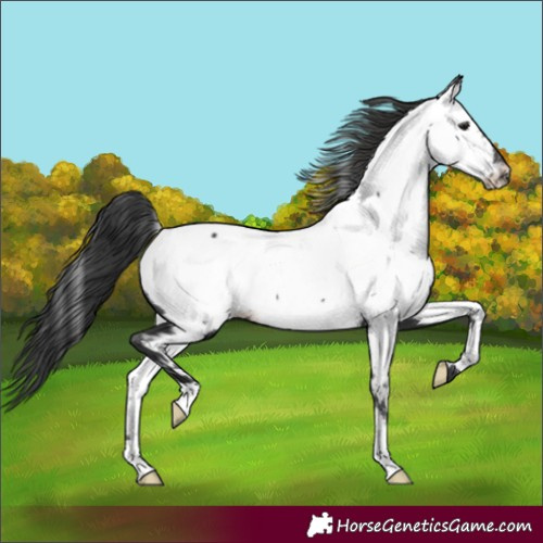 Horse Color:Black Near Fewspot