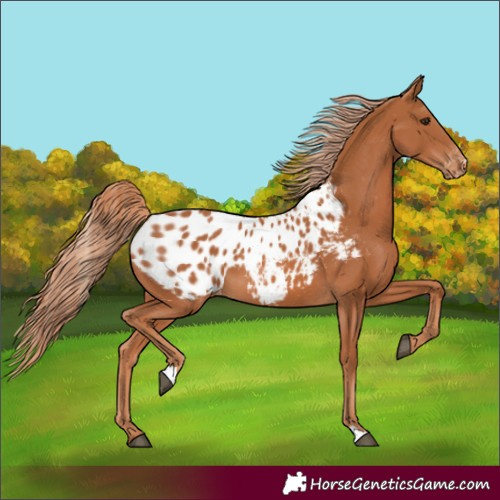 Horse Color:Chestnut Blanket