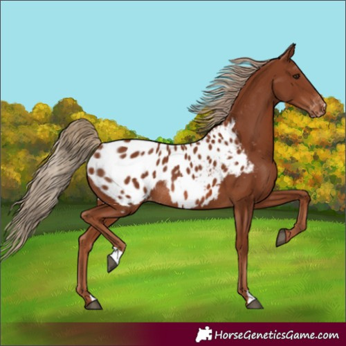 Horse Color:Chestnut Blanket Rabicano