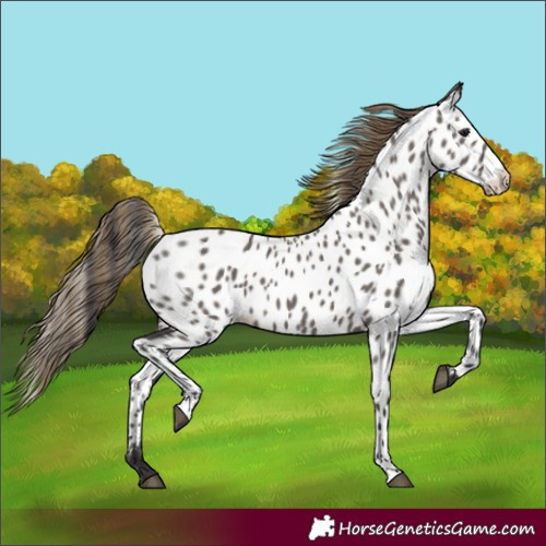 Horse Color:Smoky Grullo Near Leopard 