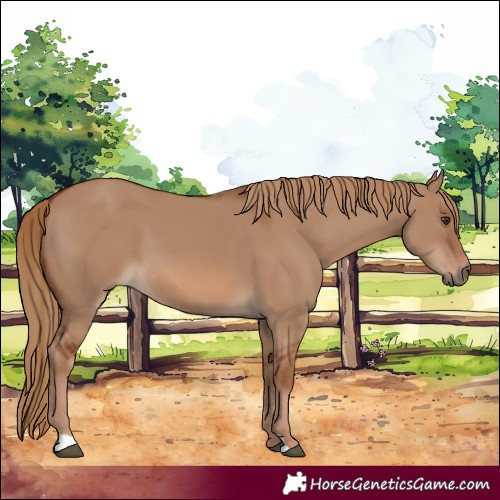 Horse Color:Red Dun 