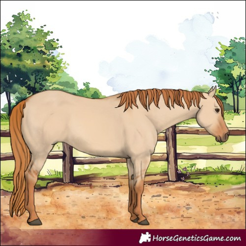 Horse Color:Red Dun