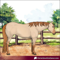 Horse Color:Red Dun 