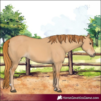 Horse Color:Red Dun 