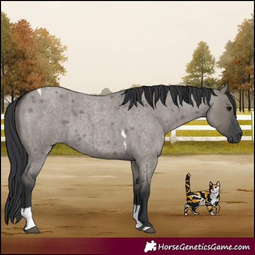 Horse Color:Grullo Roan Tobiano 