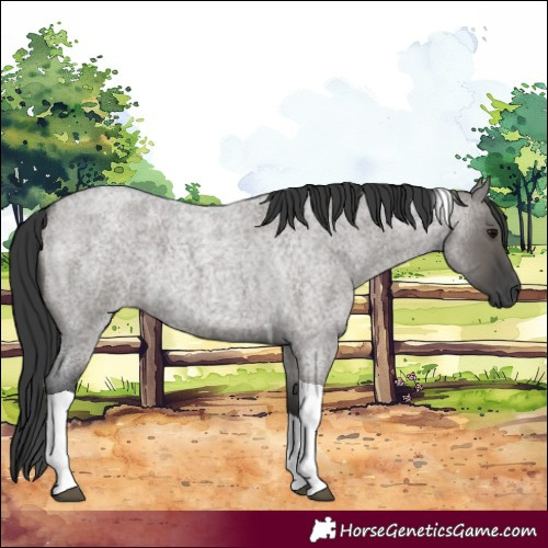 Horse Color:Grullo Roan Tobiano 