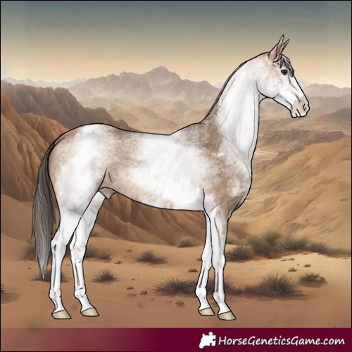 Horse Color:White Spotted Bay Dun