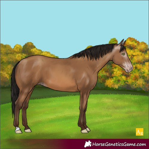 Horse Color:Unknown 
