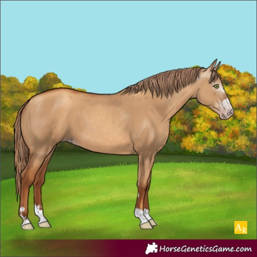 Horse Color:Unknown