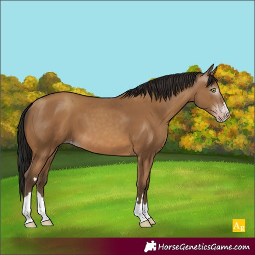 Horse Color:Unknown 