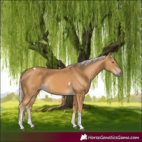 Horse Color:Palomino Tobiano 