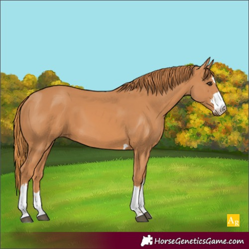 Horse Color:Chestnut 