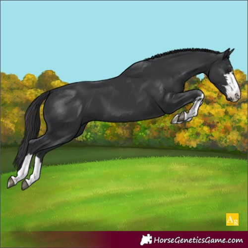 Horse Color:Unknown 