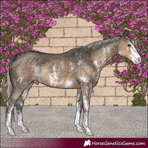 Horse Color:Silver Smoky Black Sabino 