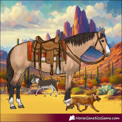 Horse Color:Bay Dun 