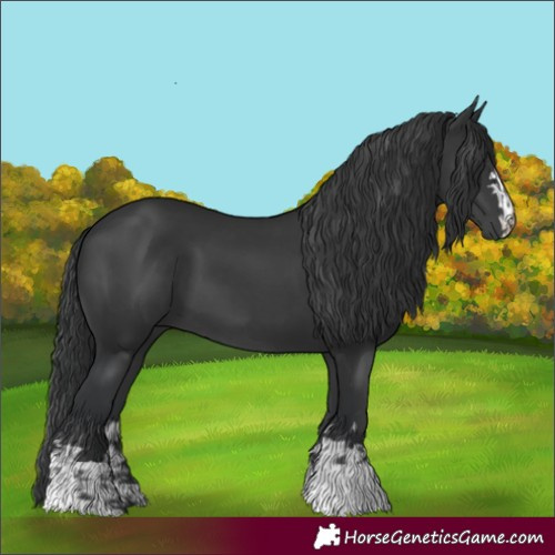 Horse Color:Black  and Black 
