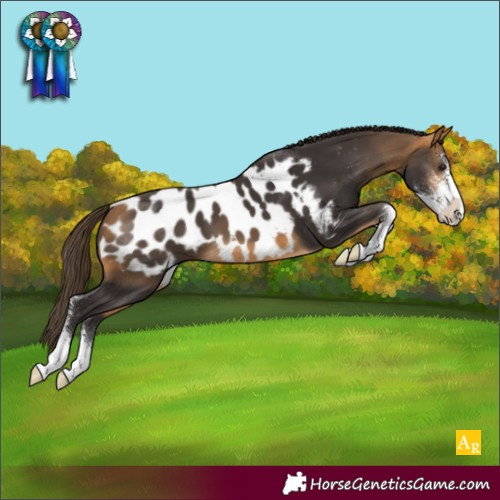 Horse Color:Buckskin Sabino Appaloosa 