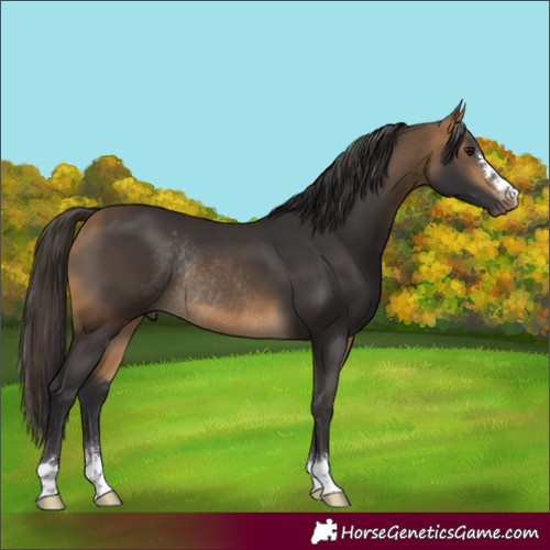Horse Color:Buckskin Rabicano