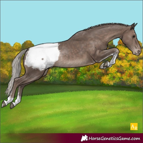 Horse Color:Silver Black Sabino Appaloosa Rabicano 