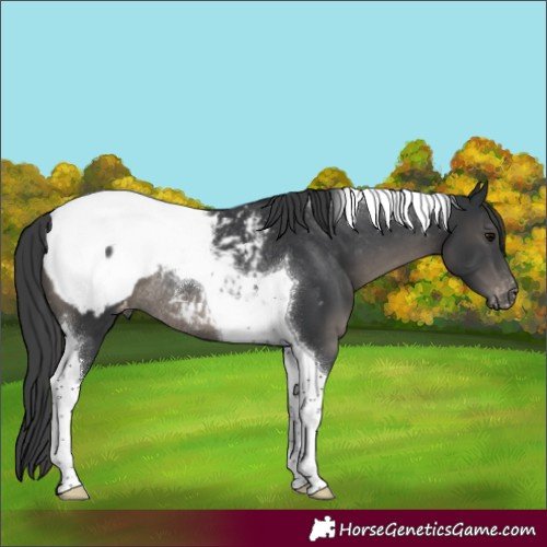 Horse Color:Black Tobiano Appaloosa Rabicano 