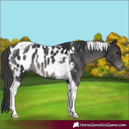 Horse Color:Black Tobiano Appaloosa Rabicano