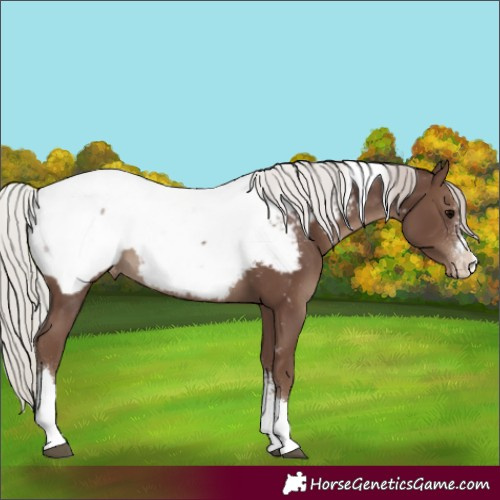 Horse Color:Silver Black Sabino Tobiano Appaloosa