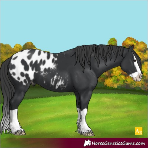 Horse Color:Black Splash Appaloosa