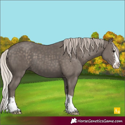 Horse Color:Silver Black Sabino Splash 